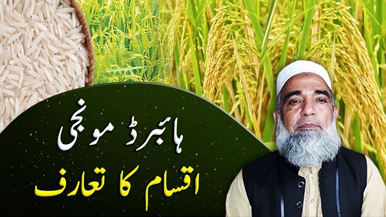 Different Hybrid Rice Varieties || Crop Reformer