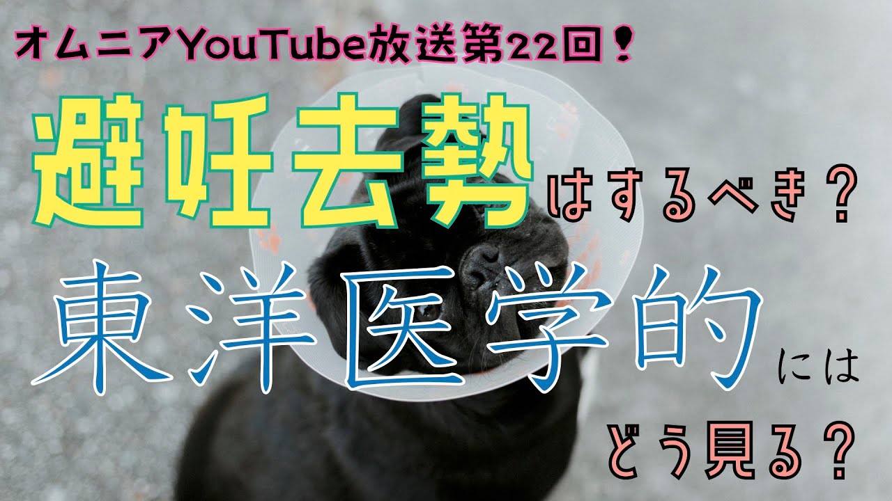避妊去勢手術は、するべき？！〜東洋医学的にはどう見る？〜