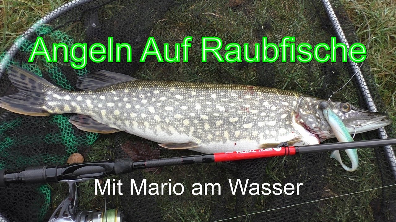 Angeln auf Raubfisch
