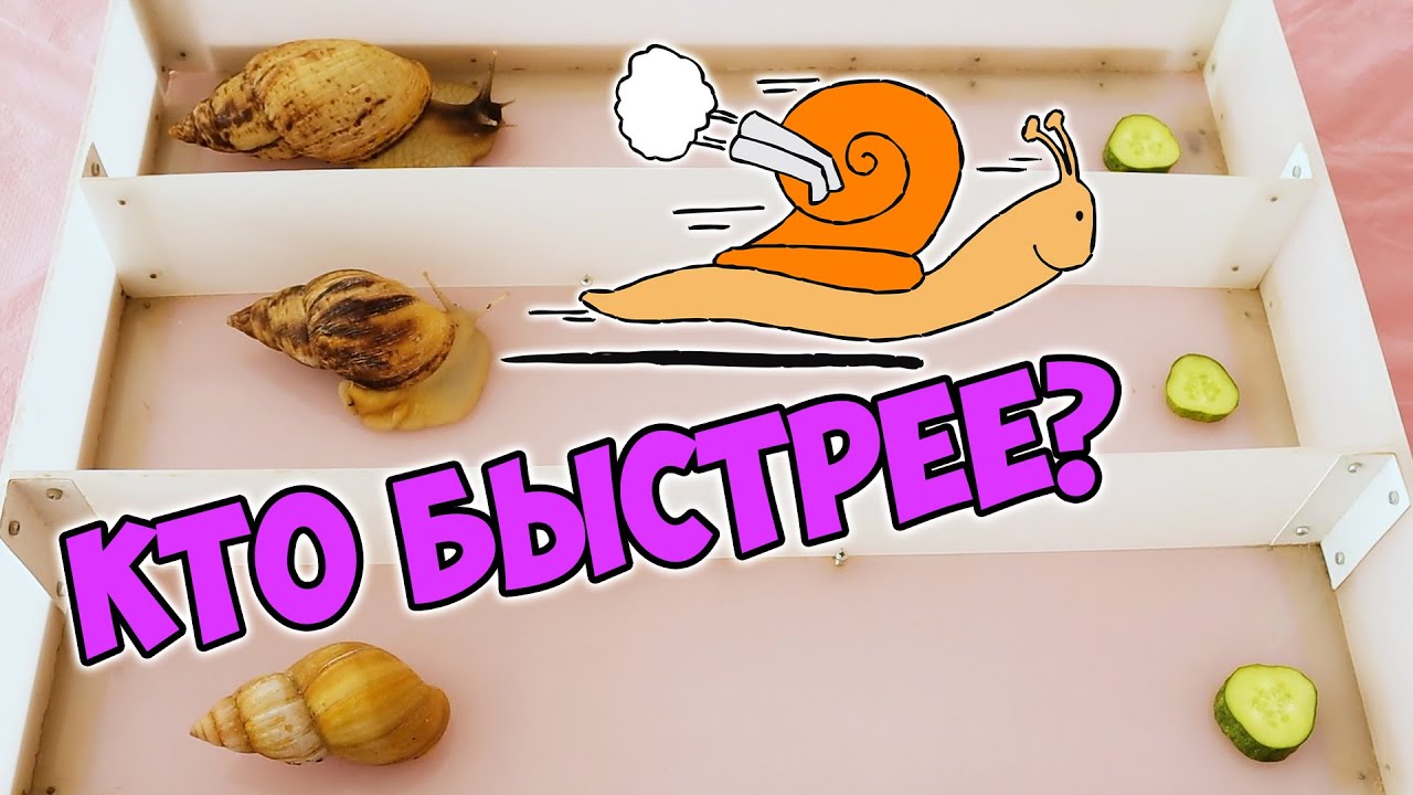 Улитки ахатины на беговых дорожках - кто быстрее? Соревнования улиток