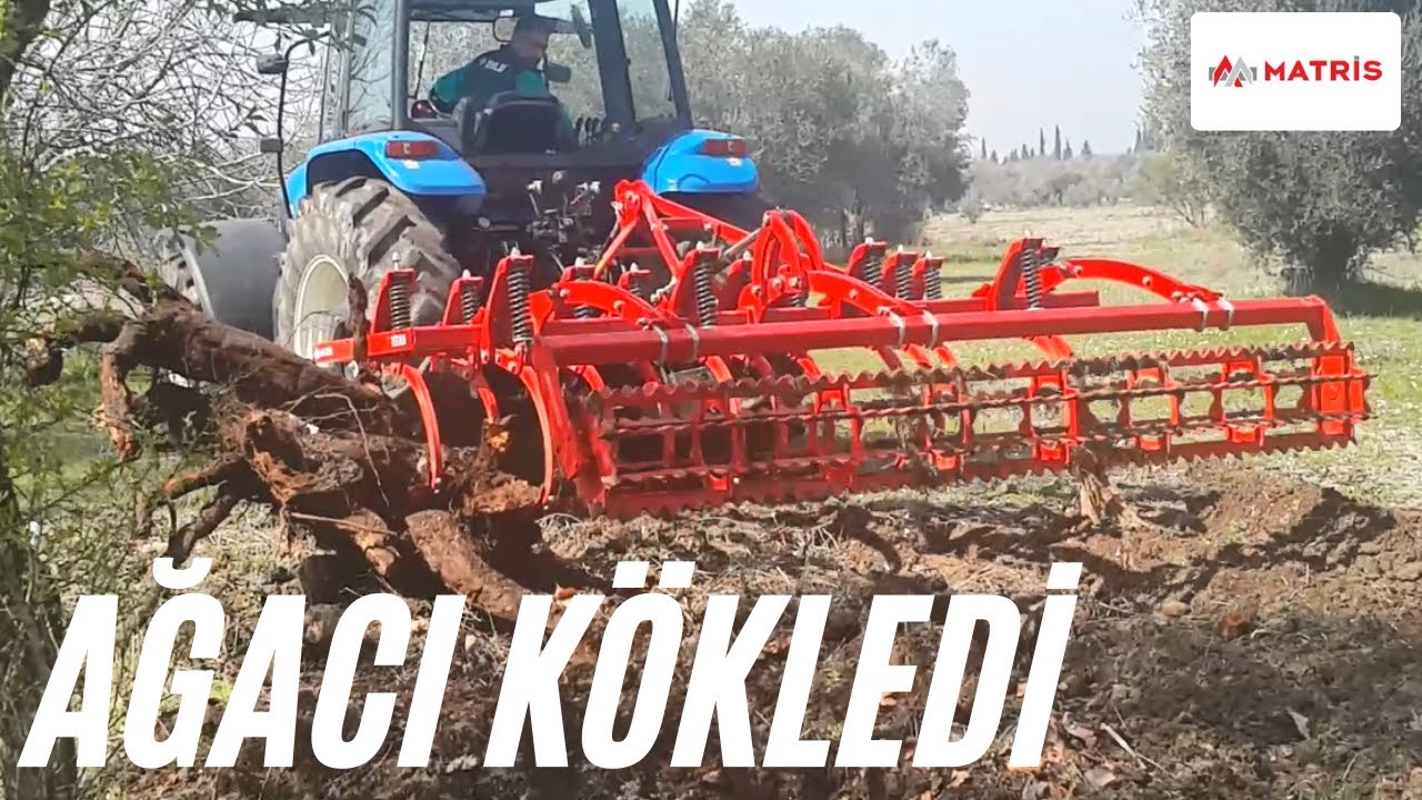 KAZ AYAĞIYLA AĞACI KÖKLEDİLER. MATRİS ZOR KOŞULLARI SEVER