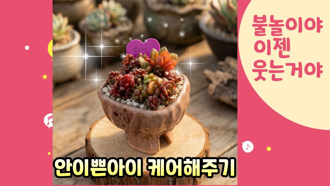 260203[다육케어식재] 이쁘지않은 불놀이야 봄맞이 케어식재 해보았어요