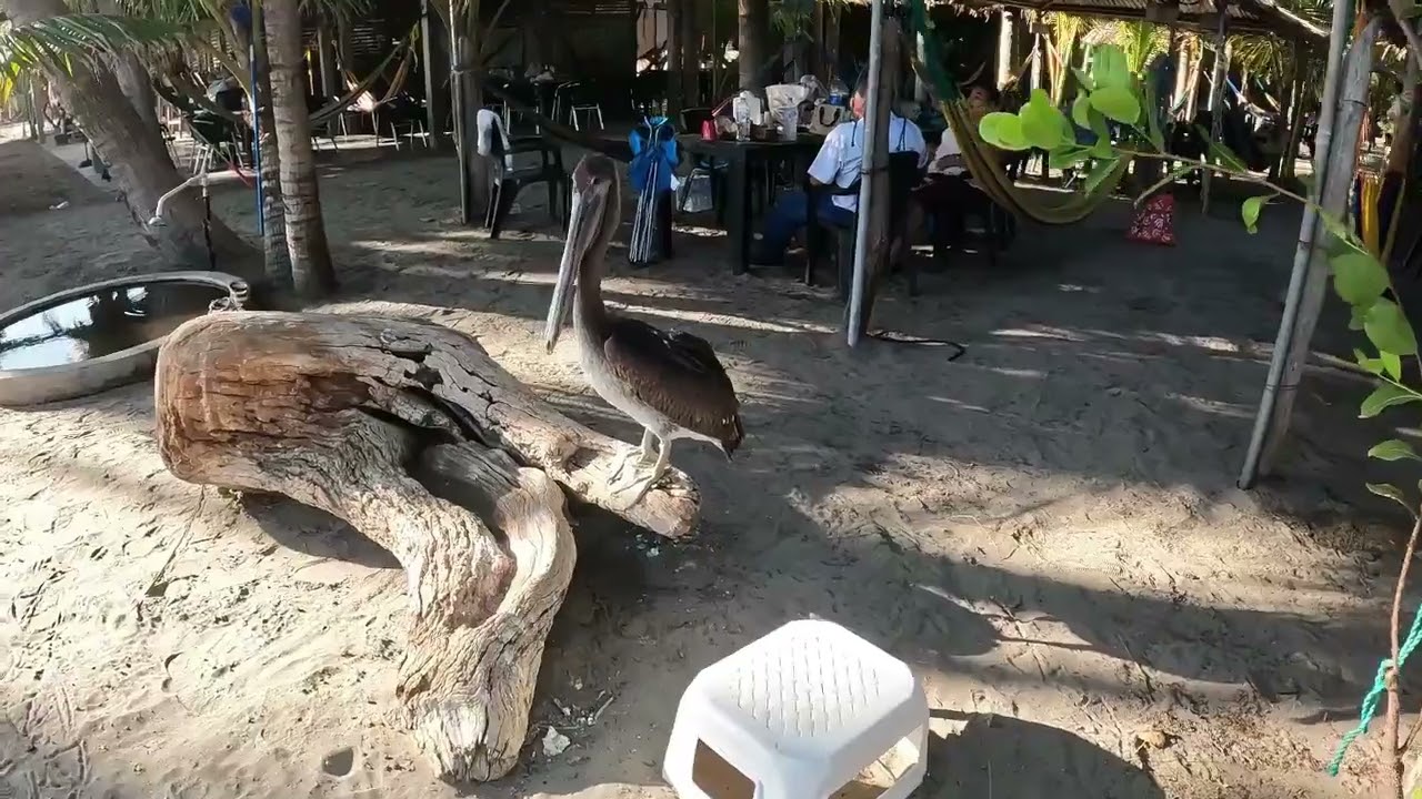 Rel&aacute;jate en el Para&iacute;so: Hotel Tortuga Verde, Playa El Cuco