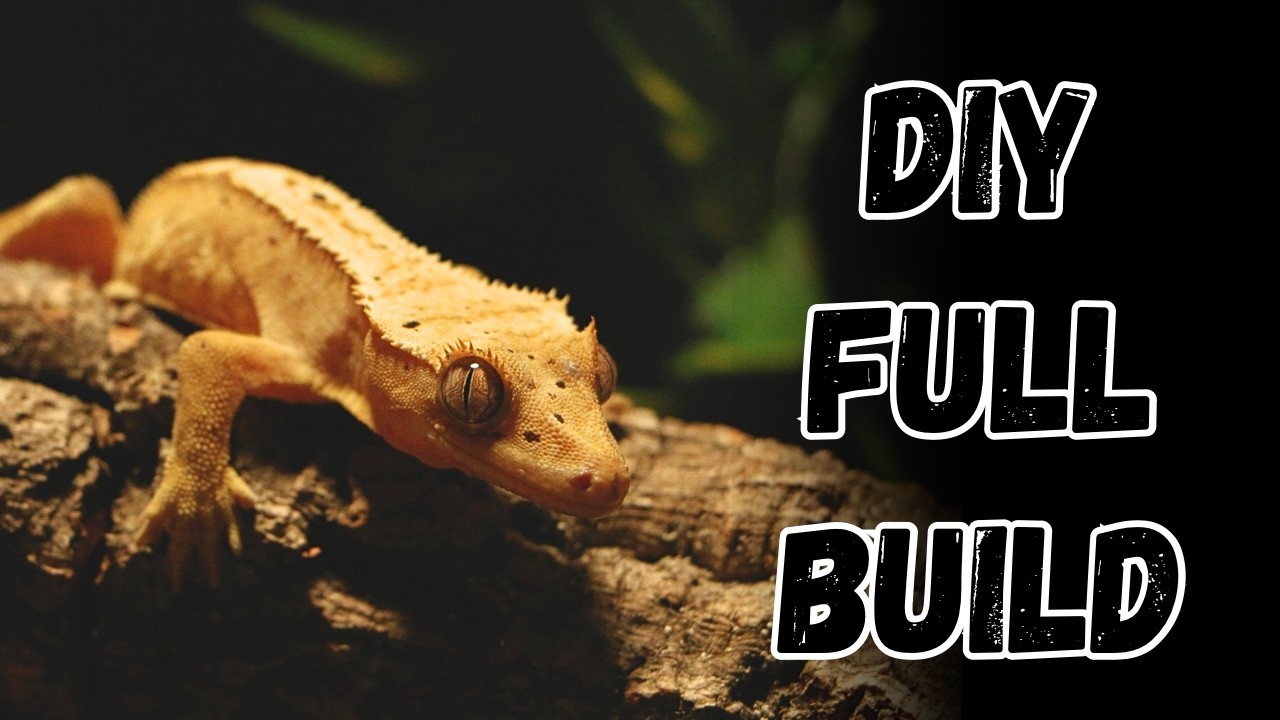 Crested Gecko Plywood Terrarium Build