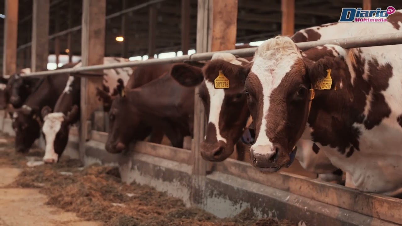 Chiapas, estragos por el gusano barrenador || Video Reportaje