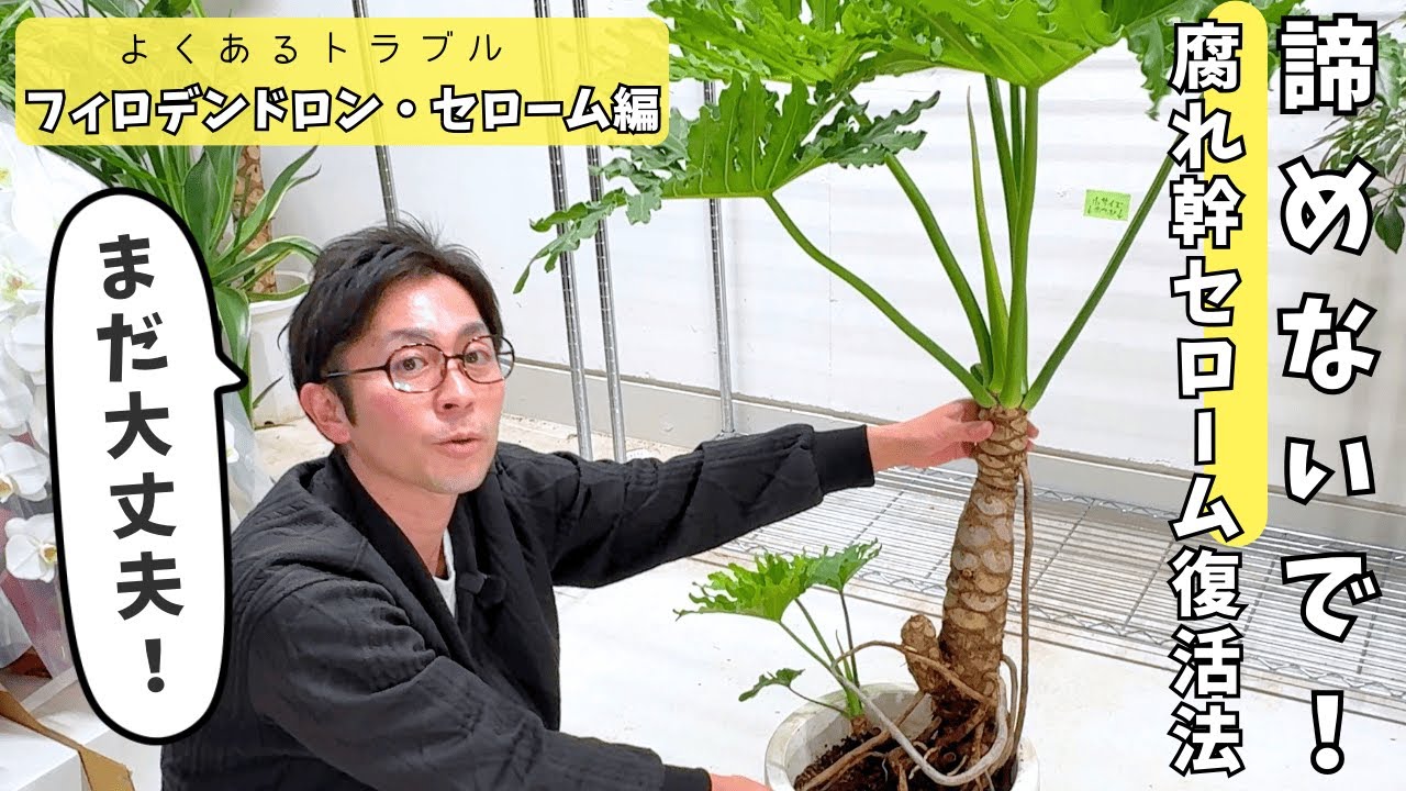 【植物のプロが教える】まだ助かる！腐った幹の正しい処理方法（フィロデンドロン・セローム編）