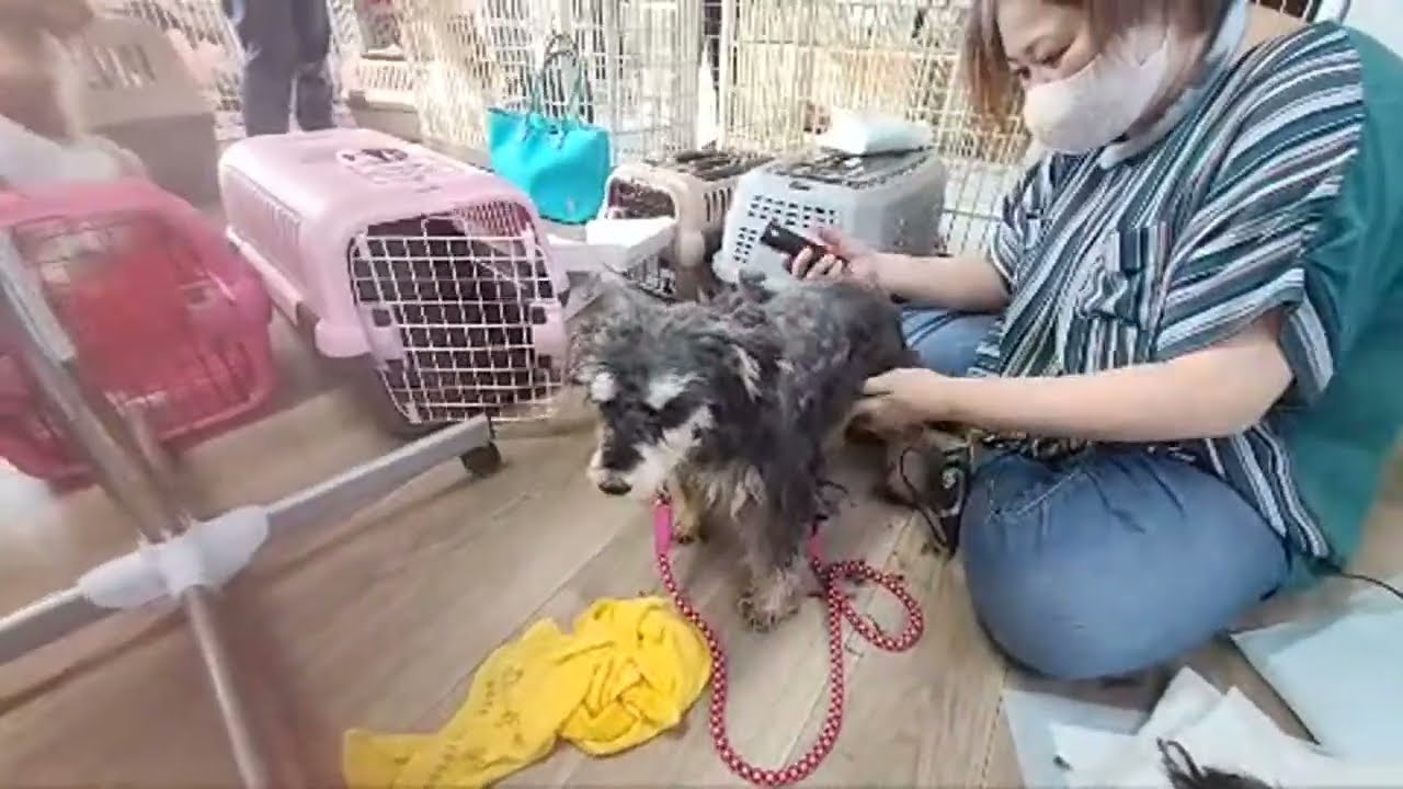 ブリーダー崩壊より20頭レスキュー