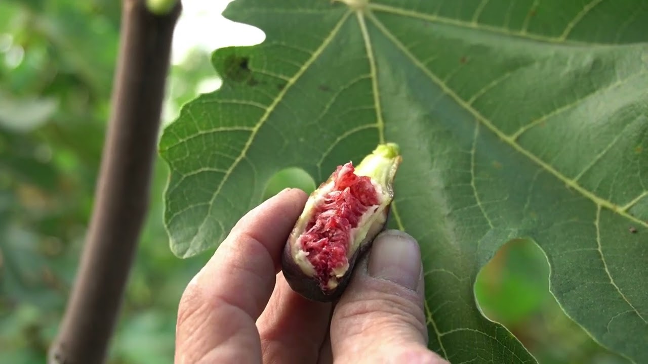 Early September in the Fig Greenhouse