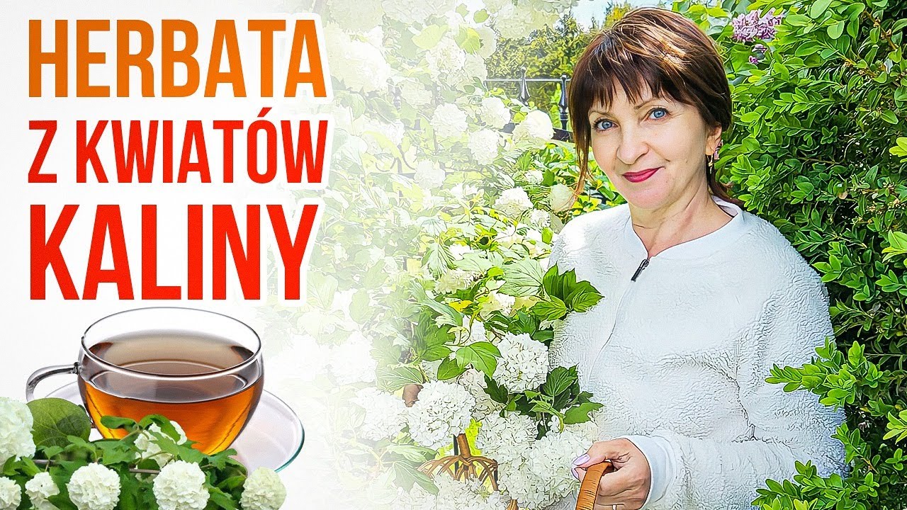 🍀KALINA - ZDROWA i pyszna herbata z KWIATÓW.  Kwiaty suszone i fermentowane.
