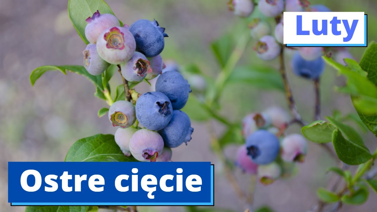 Najprostsze cięcie Borówki Amerykańskiej