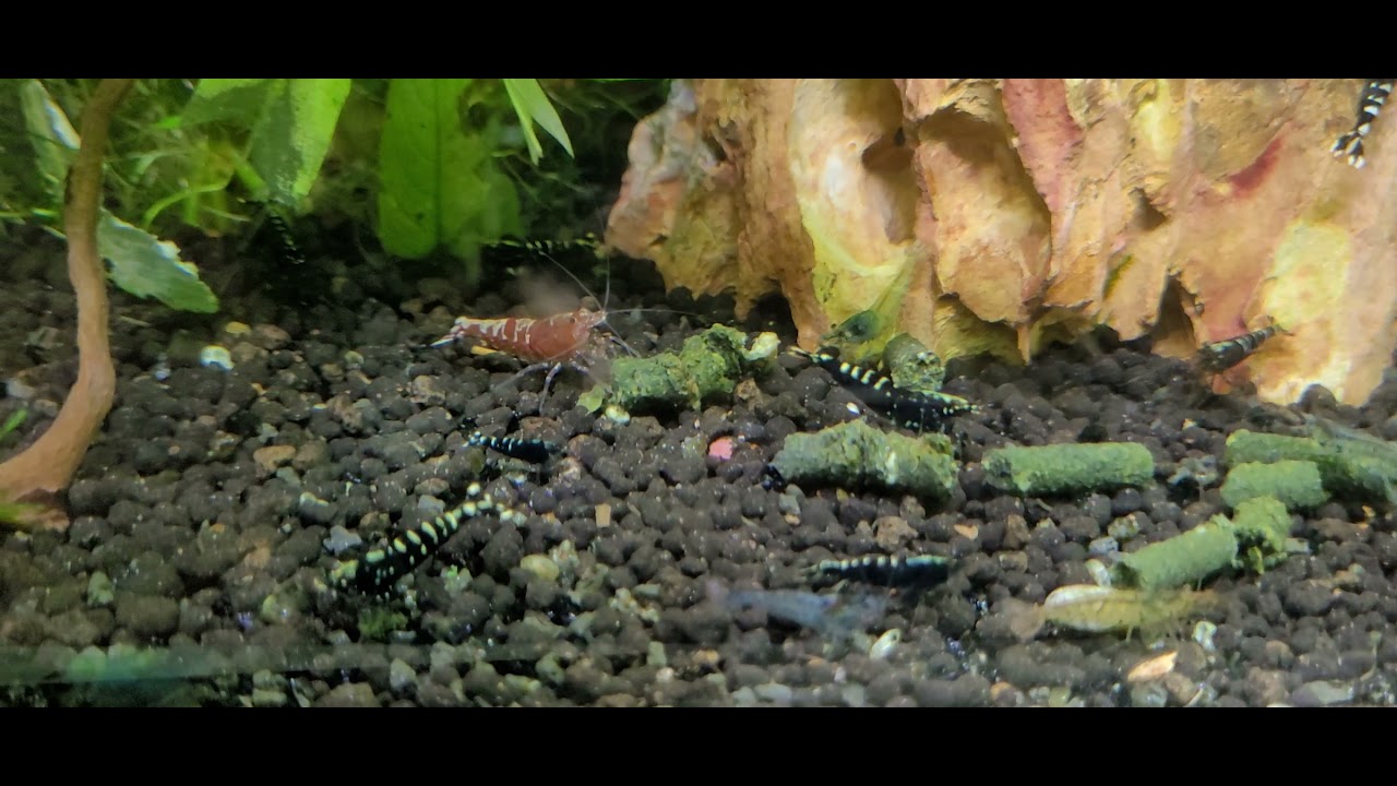 Feeding My Shrimp With Some New Food - Shrimp King Complete in planted aquarium