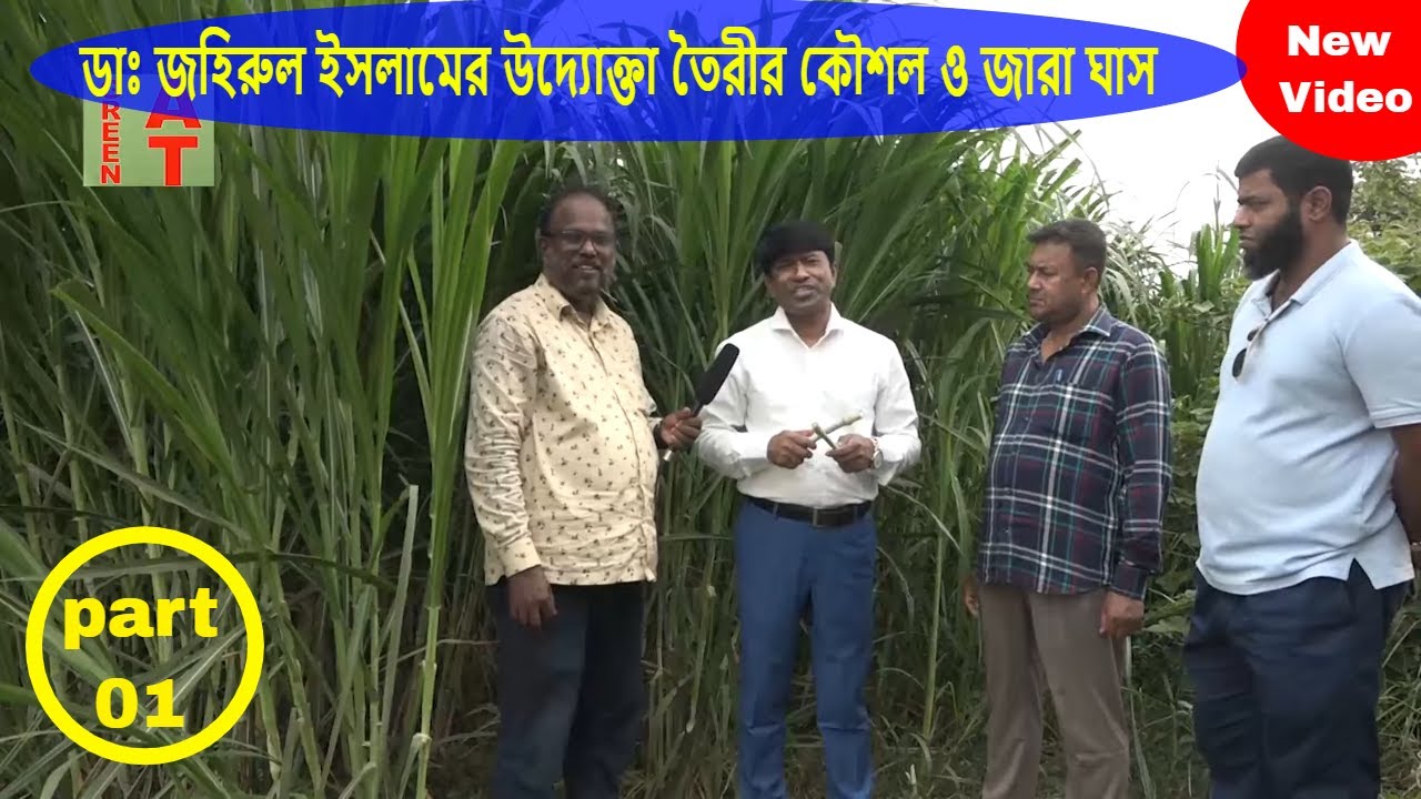 জারা ঘাস কাটা ও রোপনের নিয়ম শিখিয়ে দিচ্ছেন-ডাঃ জহিরুল ইসলাম | Jara grass | Bayezid Morol