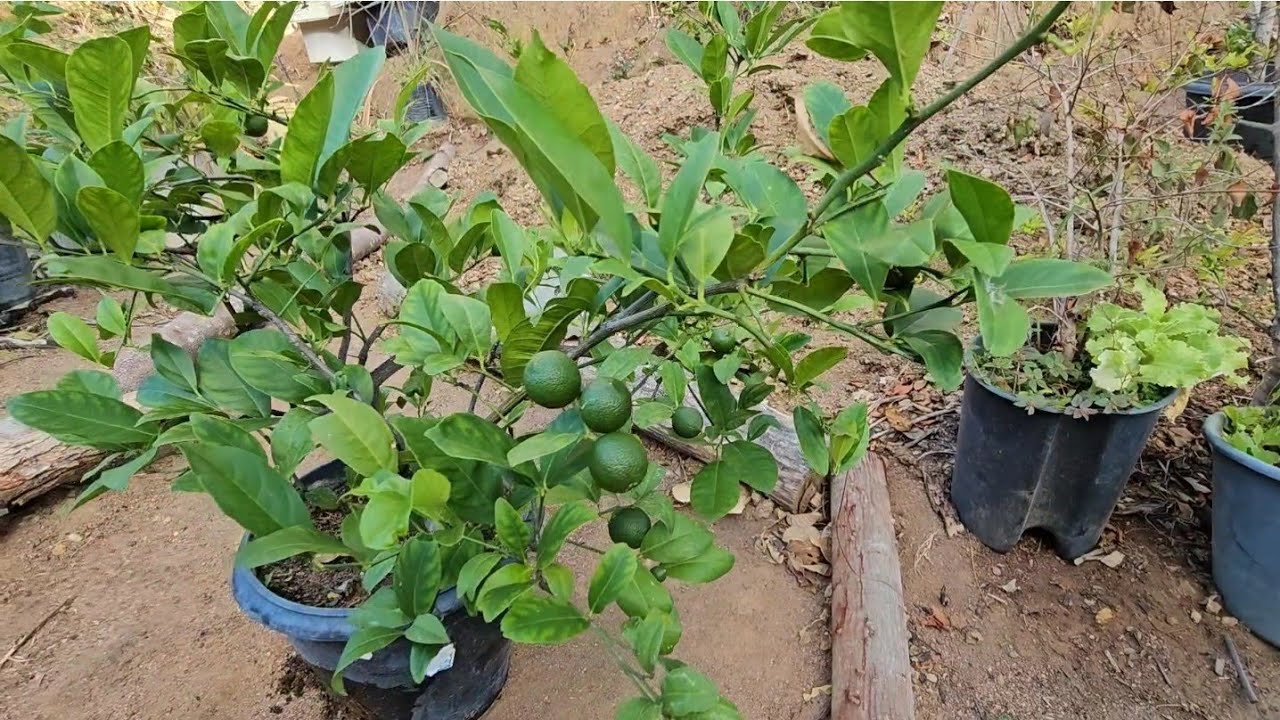 Como estão as frutíferas, em vasos 