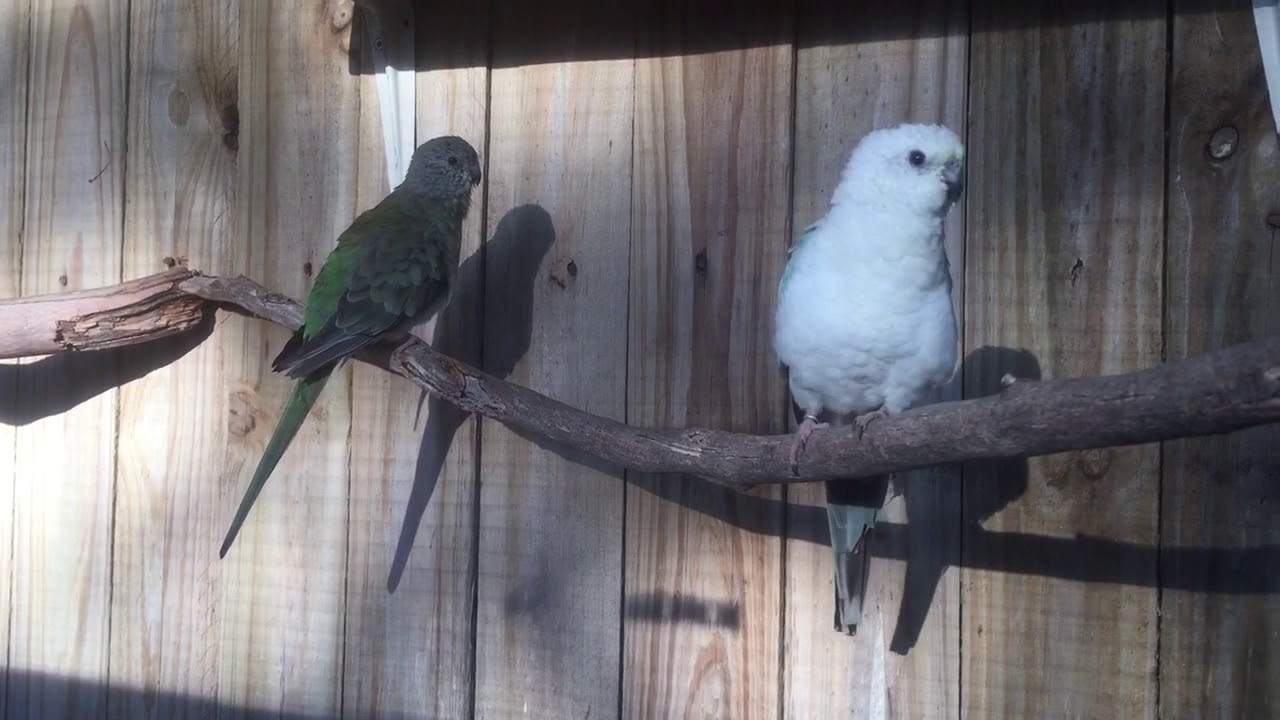 Red Rumped Parrots singing