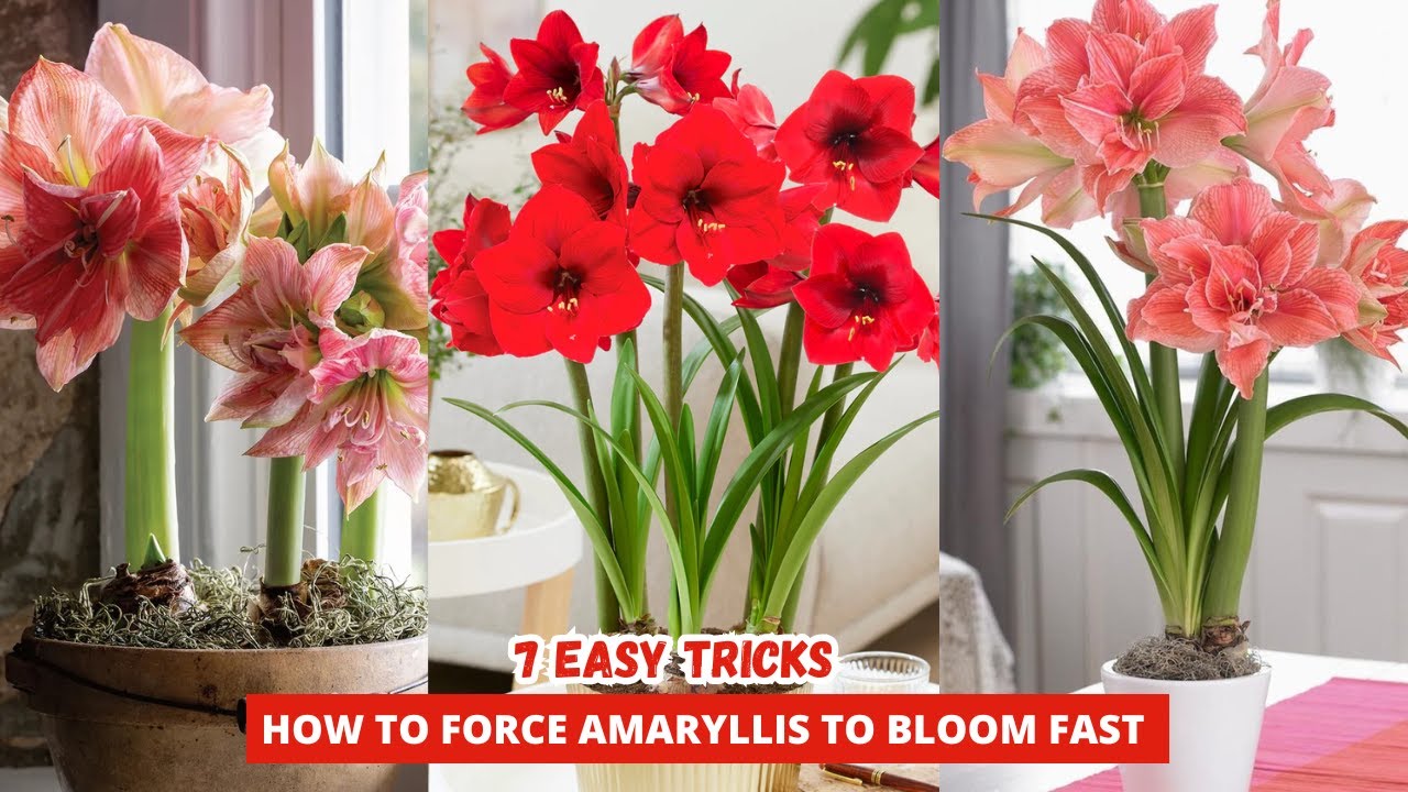 How to Force Amaryllis to Bloom | 7 Expert Tips to Make Your Amaryllis Bloom Like Crazy