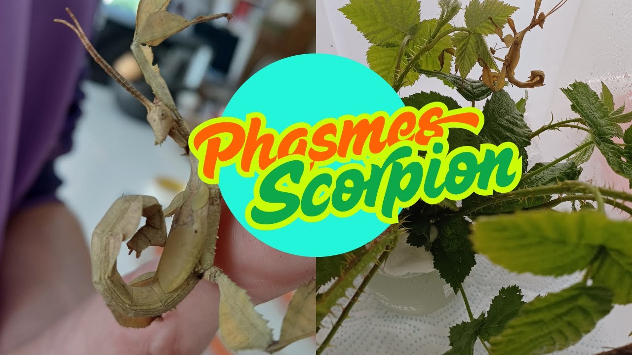 Phasmes scorpion, comment les élever