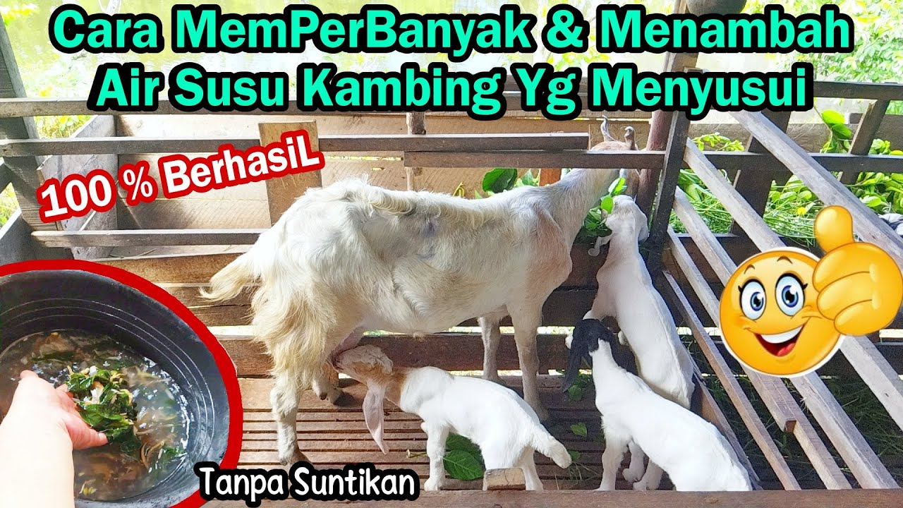 Cara Ampuh MemperBanyak & Menambah Air Susu Pd Induk Kambing #breeding #kambing #cempe
