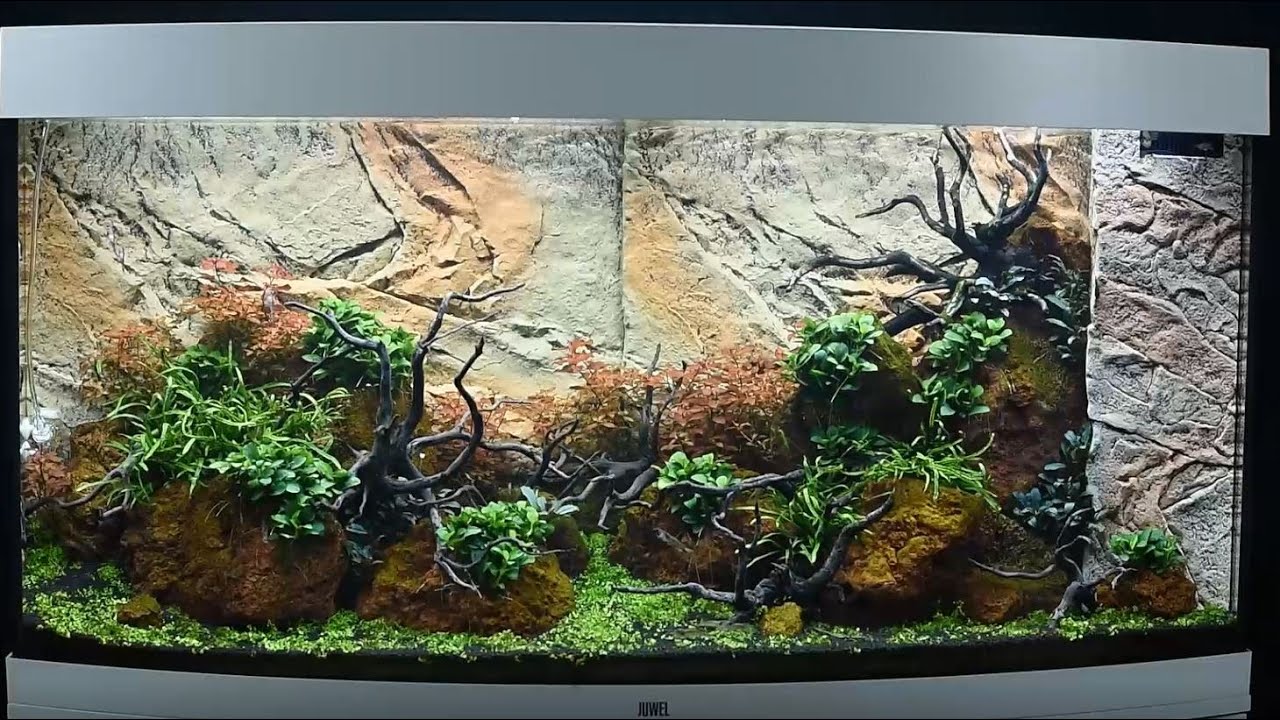 Juwel Aquarium Vision 260 Einrichtungsbeispiel / Tutorial