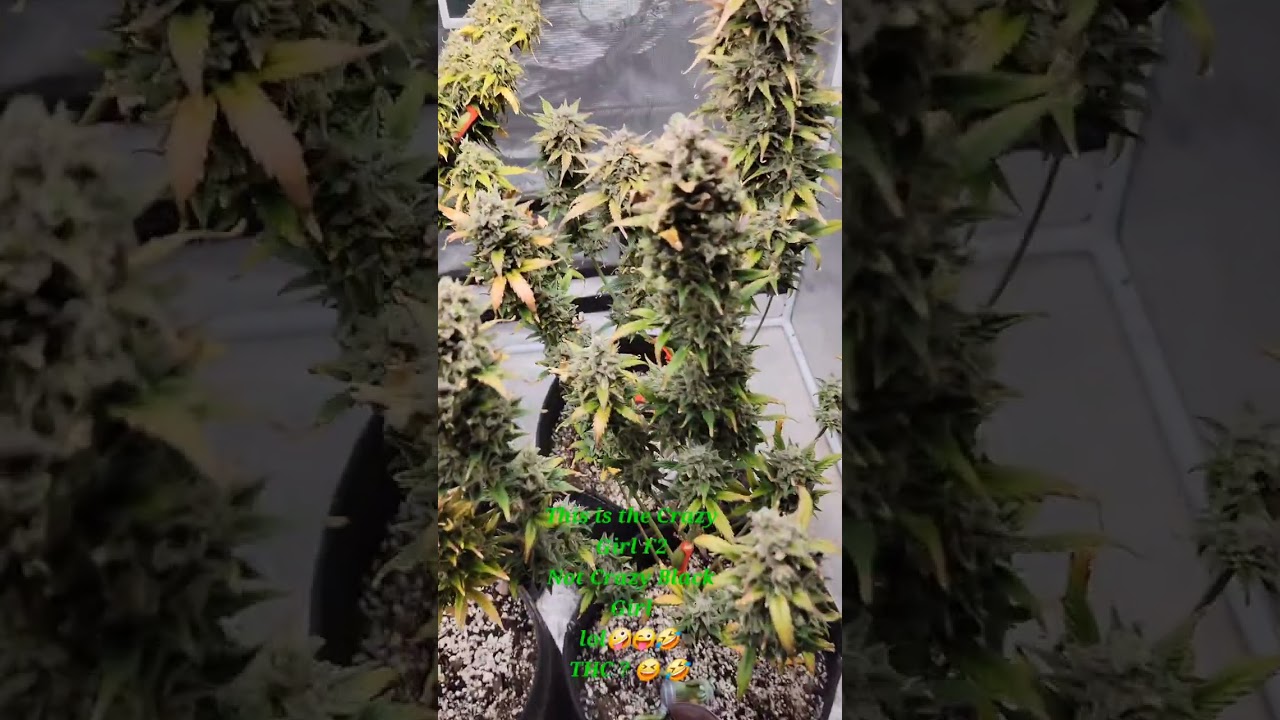 Day 7 🐸 Week 10 🐸A little dab will do ya 🤪 #trichomes #yocanevolveplusxl #fuckcancer
