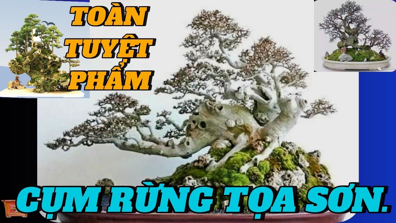 CHIÊM NGƯỠNG TOÀN NHỮNG TUYỆT PHẨM BONSAI CỤM RỪNG TỌA SƠN #bonsai