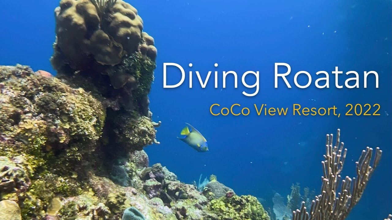 Diving Roatan 2022