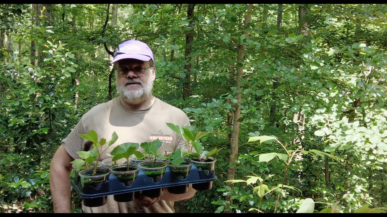 Propagating Native Oakleaf Hydrangeas (Hydrangea Quercifolia Harmony) from cuttings