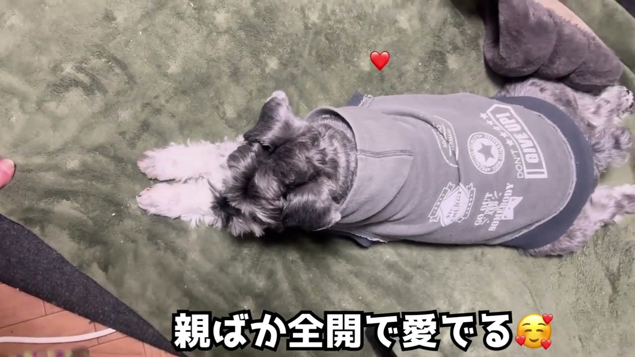 氷河期さんとシュナウザー