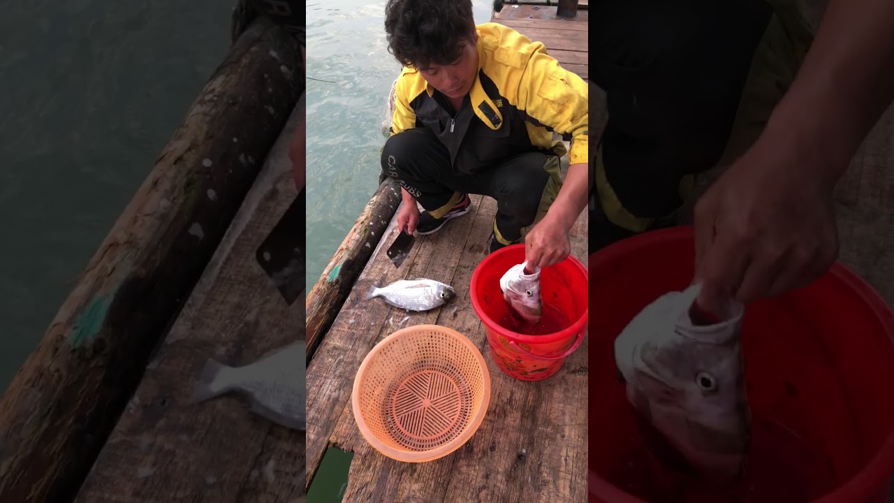 海上鱼排生活