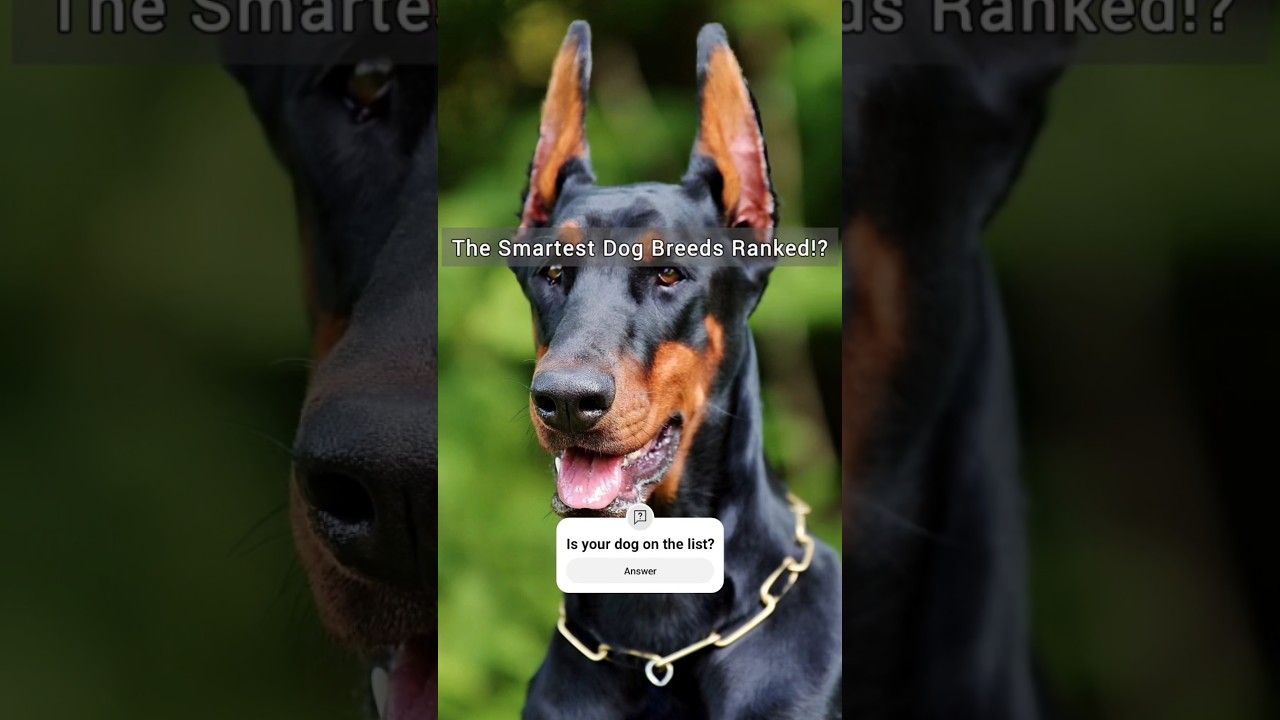The Most Intelligent Dog Breeds Ranked! 🐕  #dog  #dogfacts