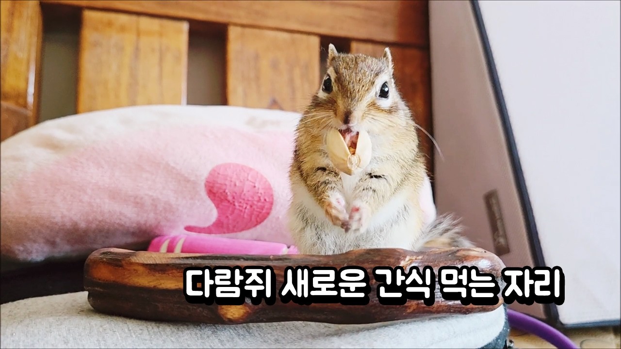 다람쥐 새로운 간식 먹는 자리