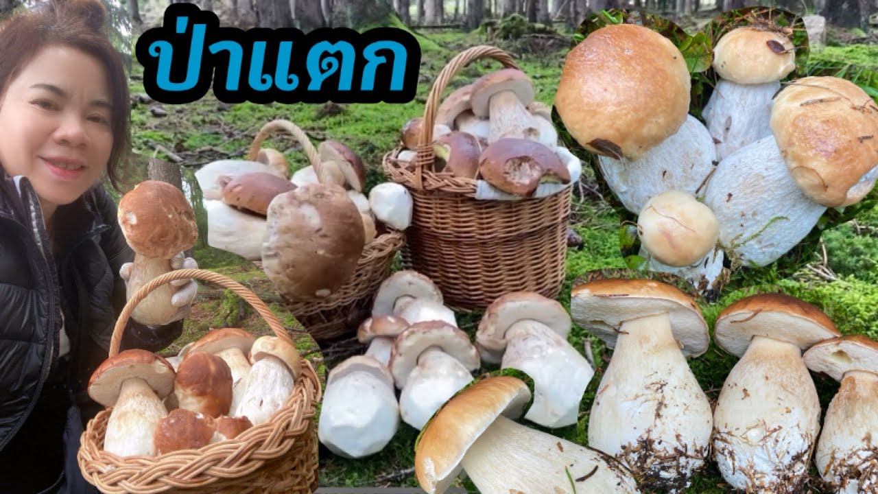#ชีวิตในต่างแดน #เก็บเห็ดผึ้งหวาน ป่าแตก หมานคักหมานแน ดอกงามๆเลยจ้า🍄‍🟫🍄‍🟫🍄‍🟫