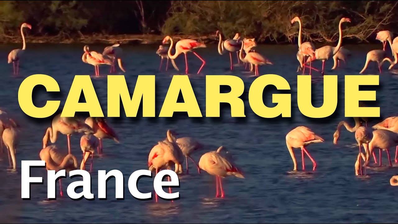 La Camargue, Aigues Mortes, le Pont du Gard, Sète, Nîmes, et les environs de La Grande Motte...