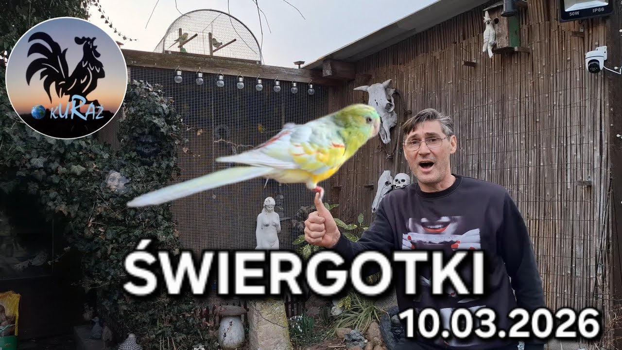 Papugi świergotki seledynowe w Garden kuRaż * 10.03.2026