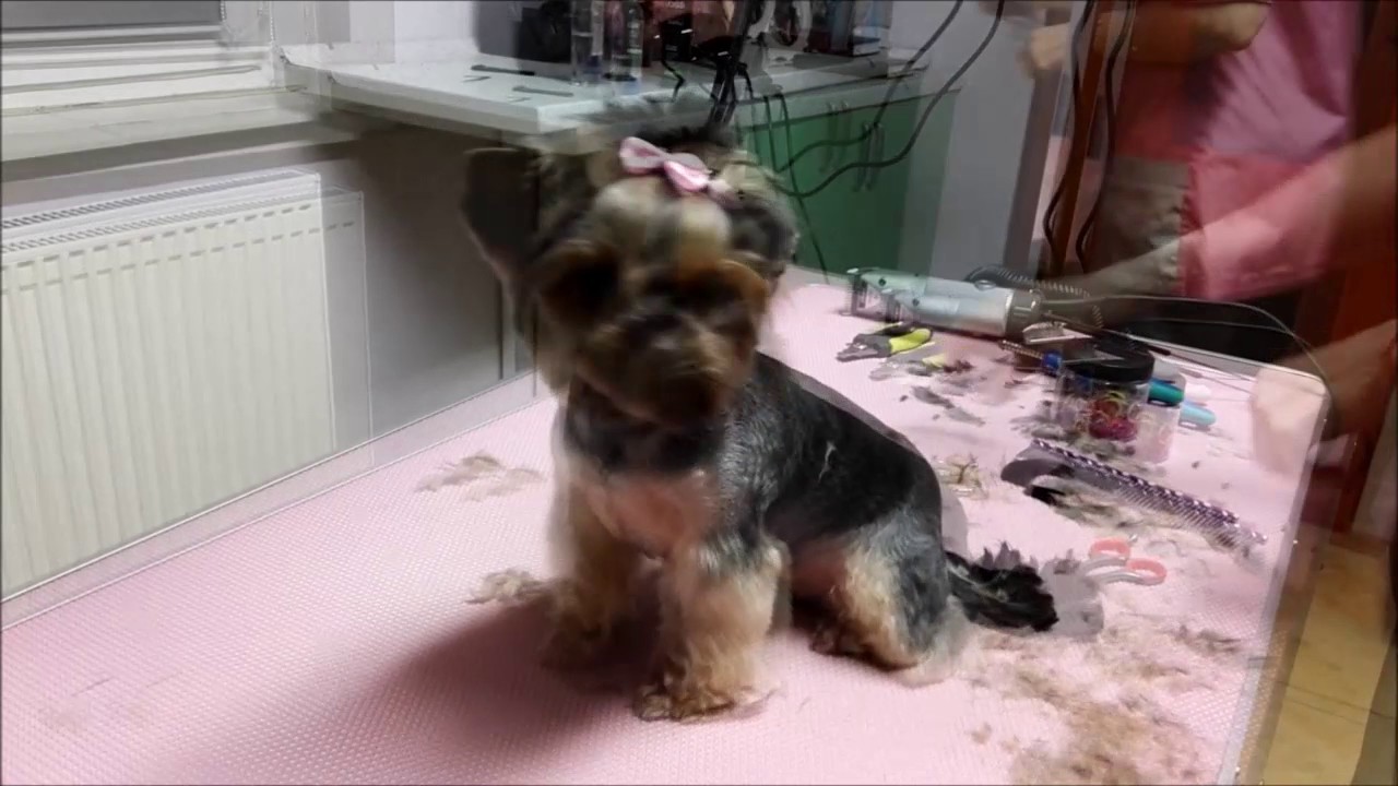 Yorkshireterrier Sisi Zoogo Psi Fryzjer Nowy Wiśnicz grooming york Kseniya Rodkina www.salonzoogo.pl