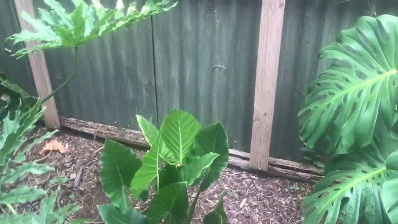 My annual garden video. January 28, 2023. REST IN PEACE FLOYD FERRET. 😭😭😭😭😭😭😭😭😭😭😭😭😭