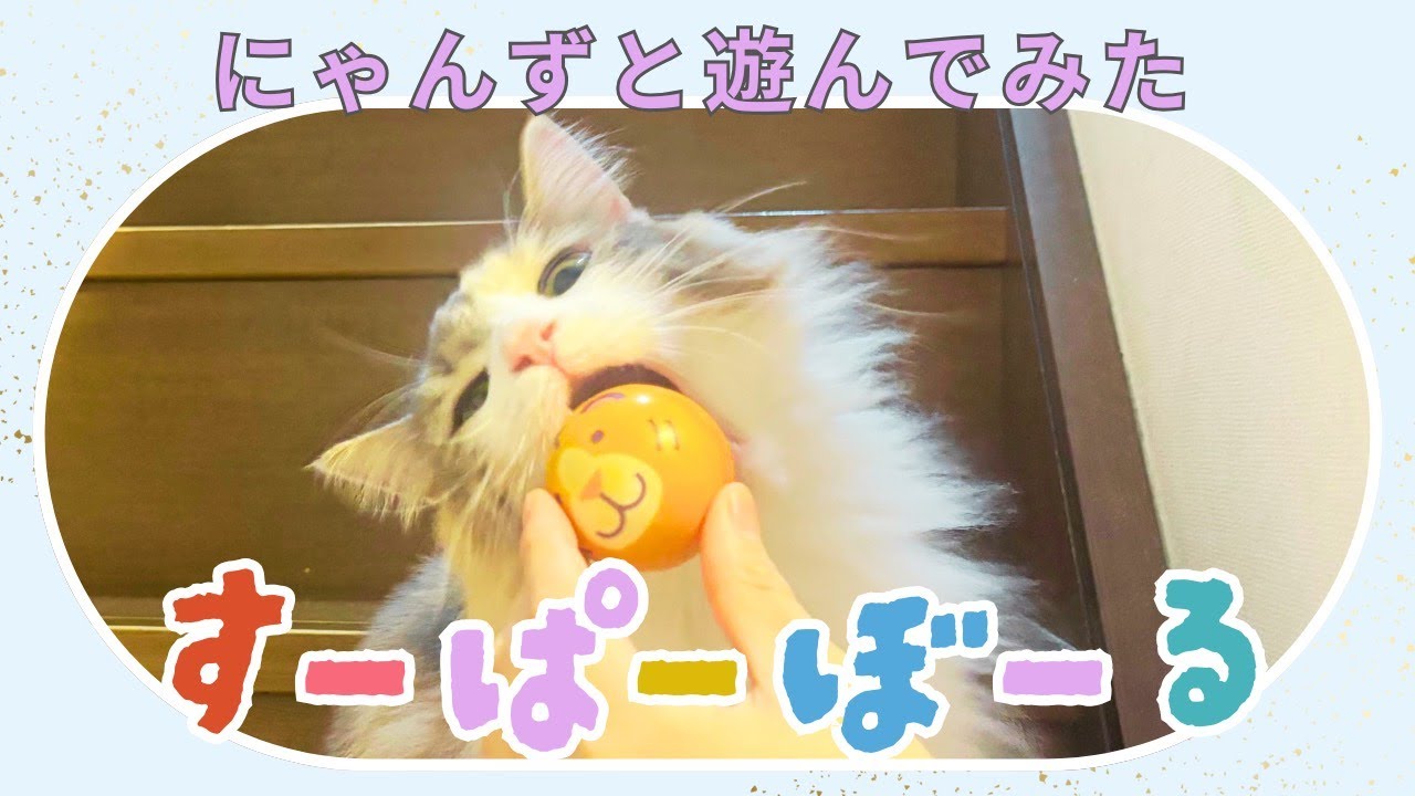 猫にスーパーボールを投げてみたら想像以上だった
