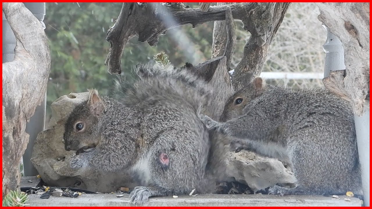 A Squirrel Squabble, Fighting squirrels, Squirrel Quarrel, Backyard Nature at home, Wisconsin
