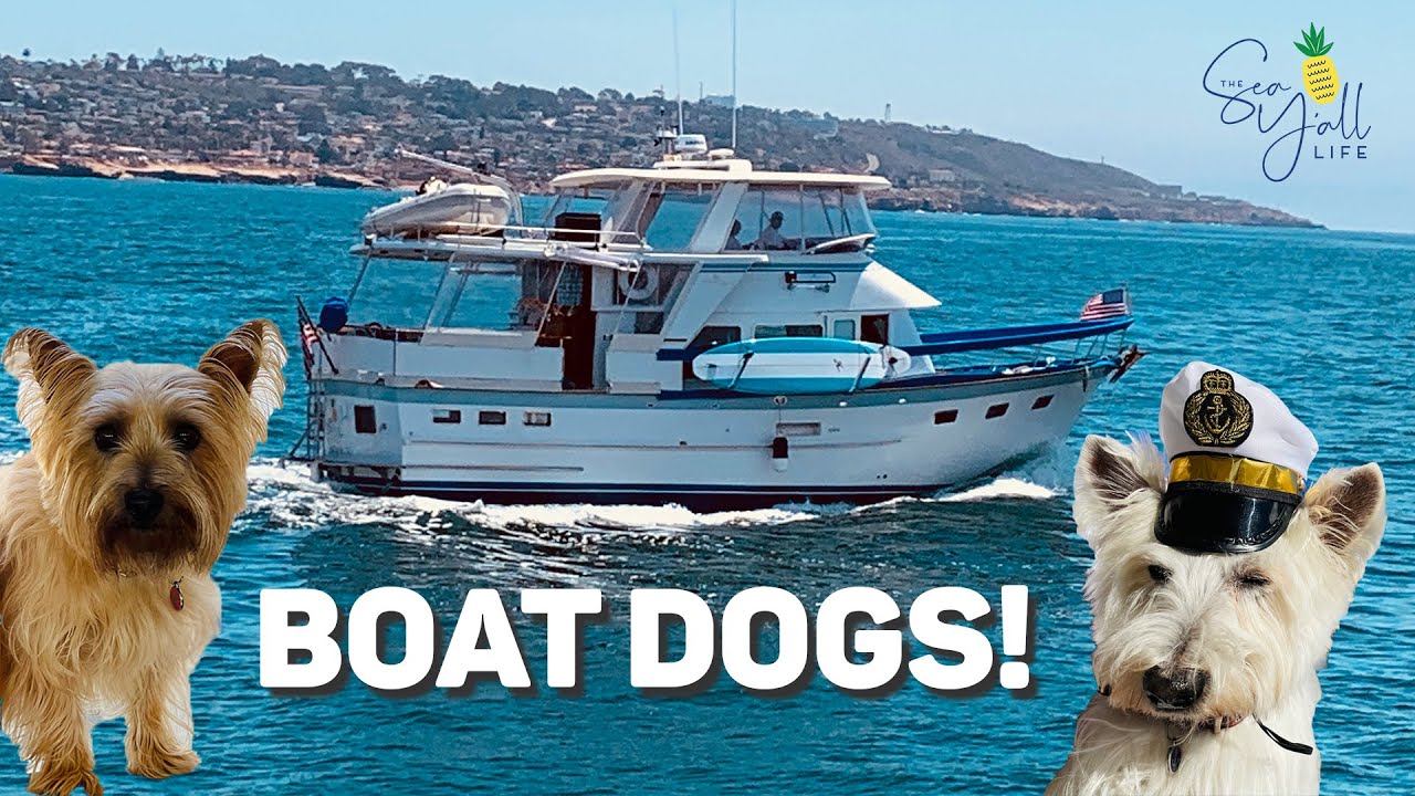 BOAT DOGS! The Realities of Living with Dogs on a Yacht | Potty, Play, and Cruising with Pets