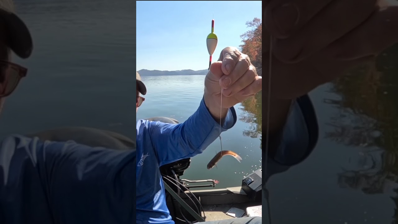 CRAPPIE FISHING | How To HOOK A Minnow For CRAPPIE Fishing! #shorts #fishing