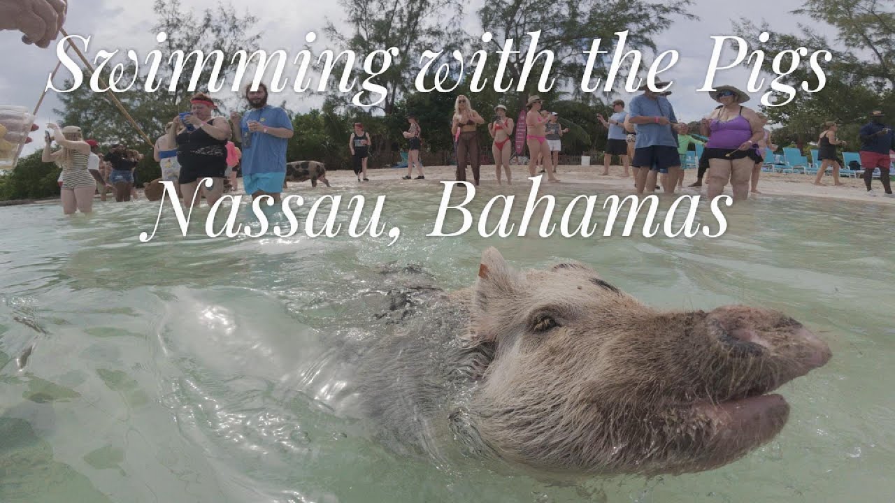 Swimming With The Pigs!!