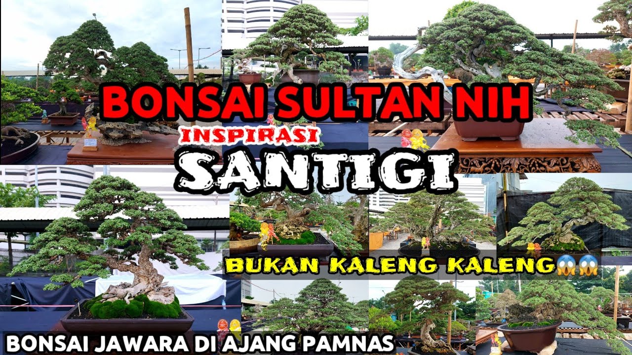 KUMPULAN BONSAI SANTIGI JUARA DAN TERBAIK || PAMNAS SURABAYA 2021