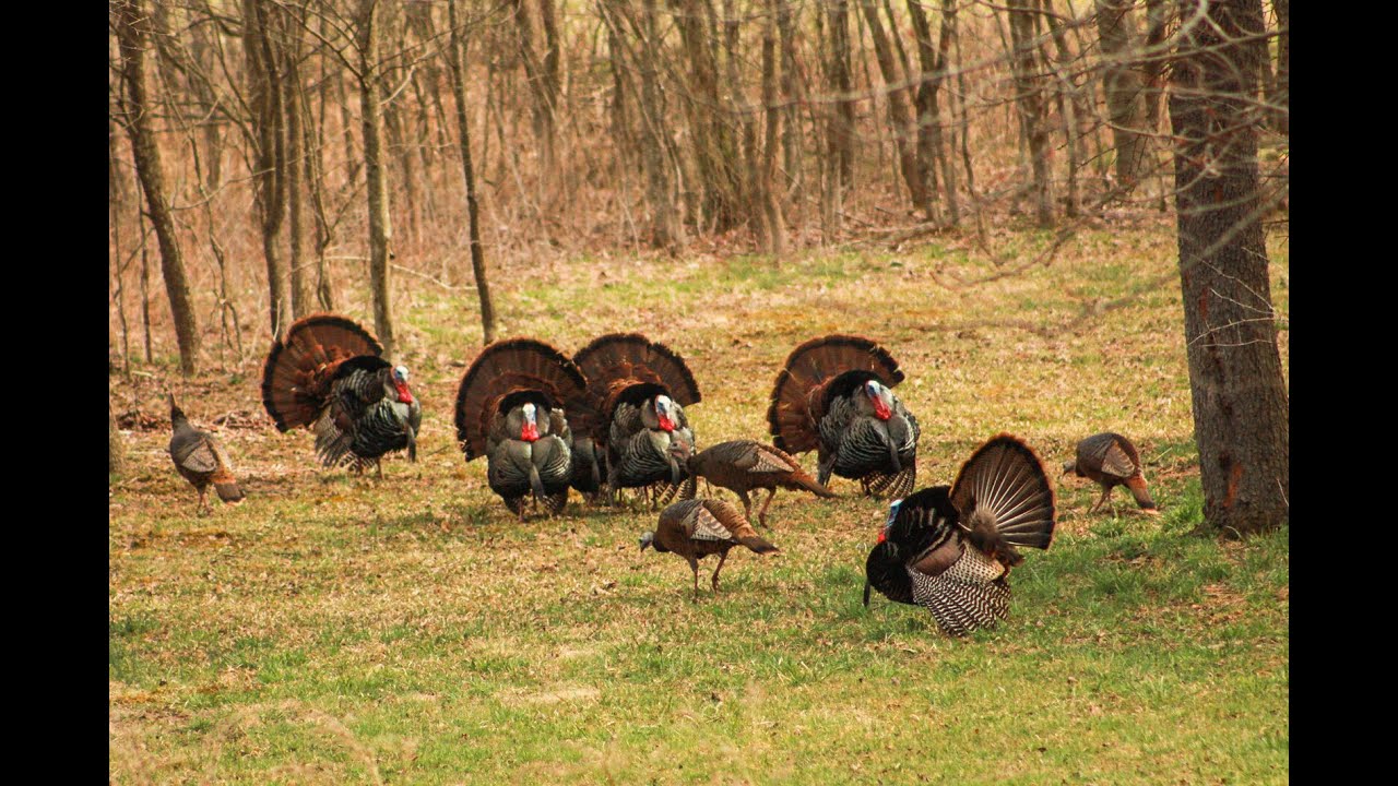 GNCC Gobbling and Owl Hooting