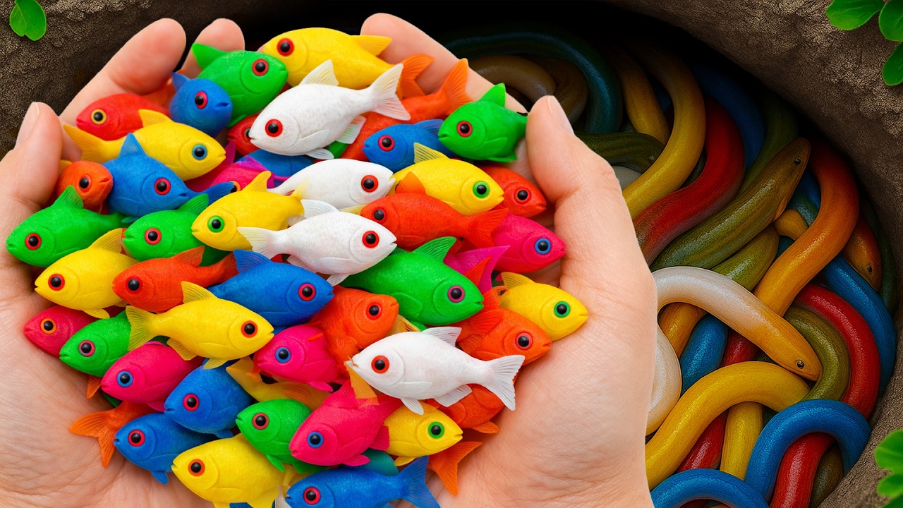 Catch Beautiful Ornamental Fish in COLORFUL EEG,Baby Turtles, Baby Shark, Betta Dumbo, Black Arowana