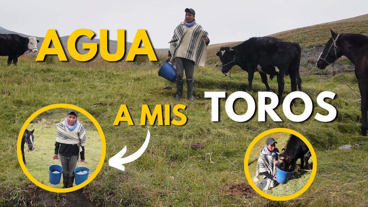 AGUA A MIS TOROS (En Pleno Páramo) | El Paramero