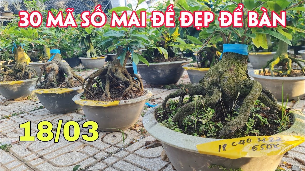 18/03. 30 Mã Số Mai Đế Đẹp Nhiều Loại Giống.☎Trang 0359910781