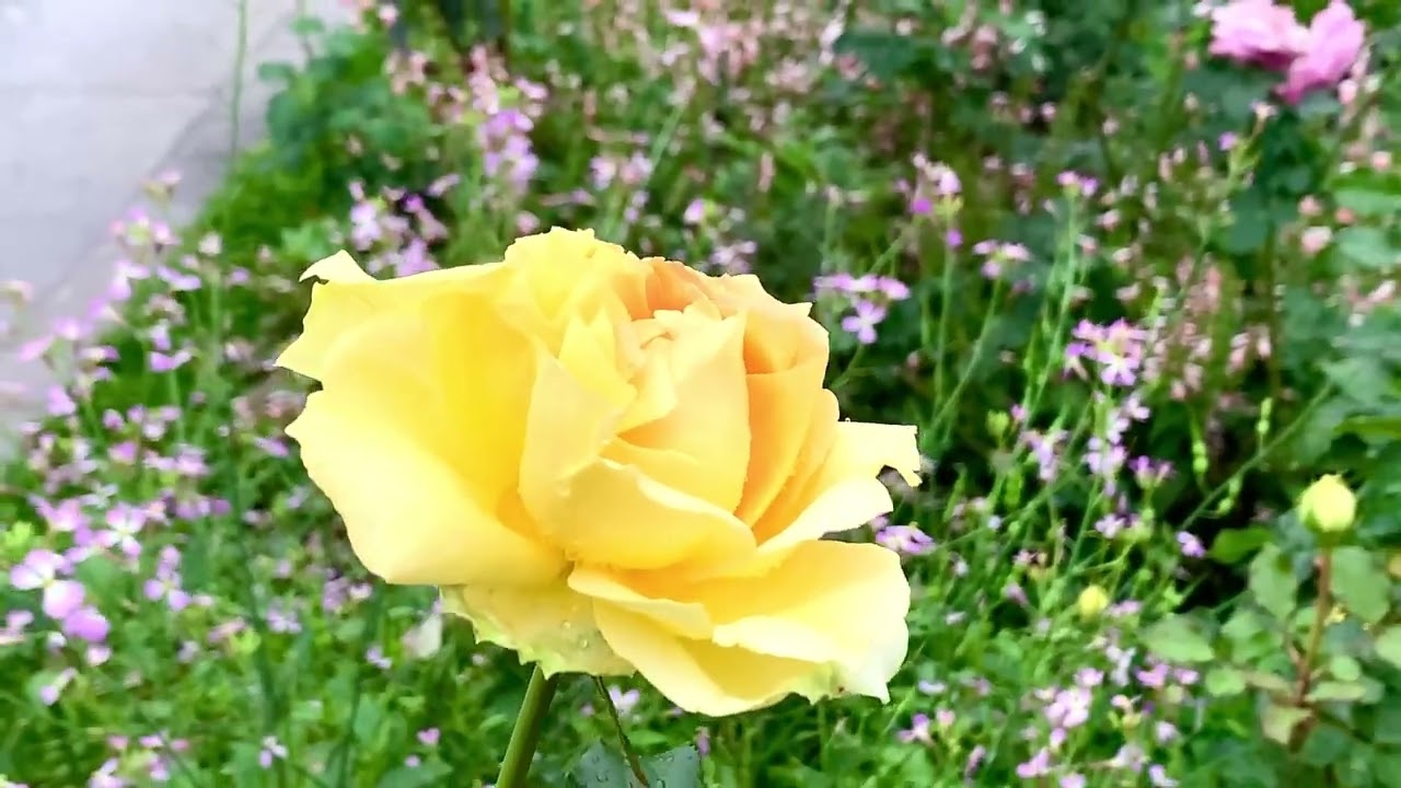春淚下的玫瑰·全臺最大玫瑰花展3/6開跑｜新生公園的臺北玫瑰園，培育超過800個品種，5000株以上來自世界各地的玫瑰，美到幾乎讓人窒息…￼