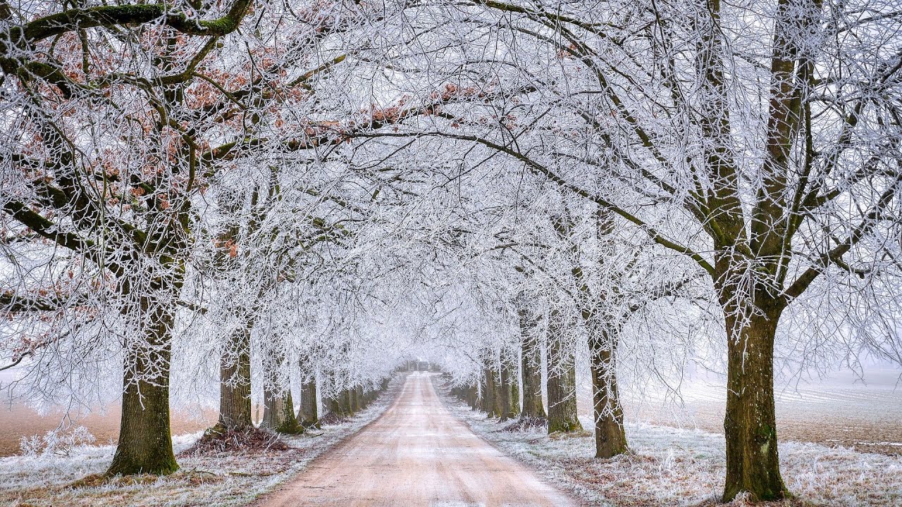 ❄️ Winter afternoon walk, birds singing, seasonal white noise