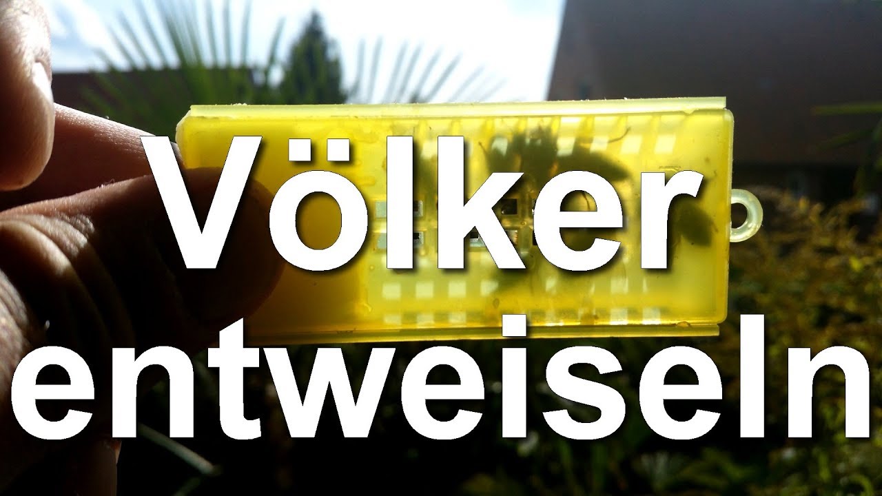 Völker entweiseln - Entnahme und Austausch der Bienen-Königinnen