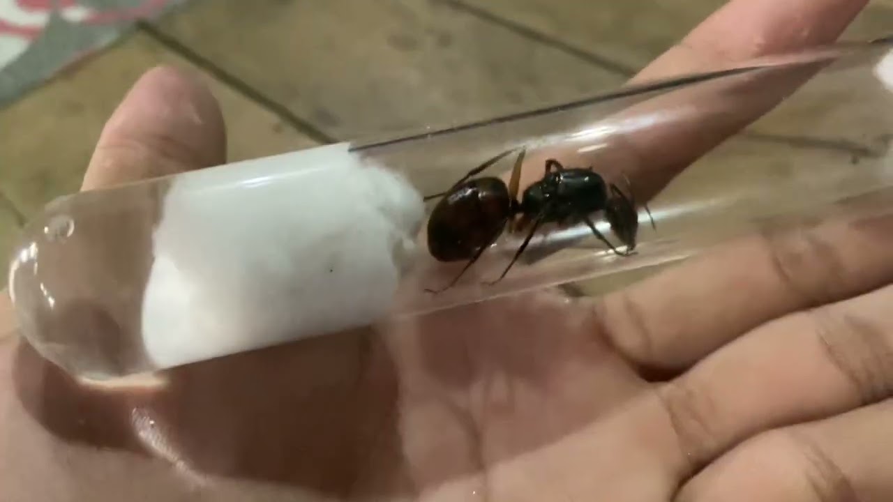 founding queen dinomyrmex gigas yellow legs