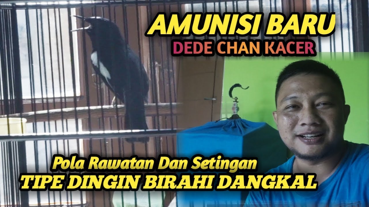POLA RAWATAN DAN SETINGAN KACER TIPE DINGIN BIRAHI DANGKAL